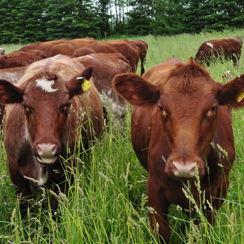 Shorthorn Cattle Banbury Grasslands GrassFed Beef from Kitchener