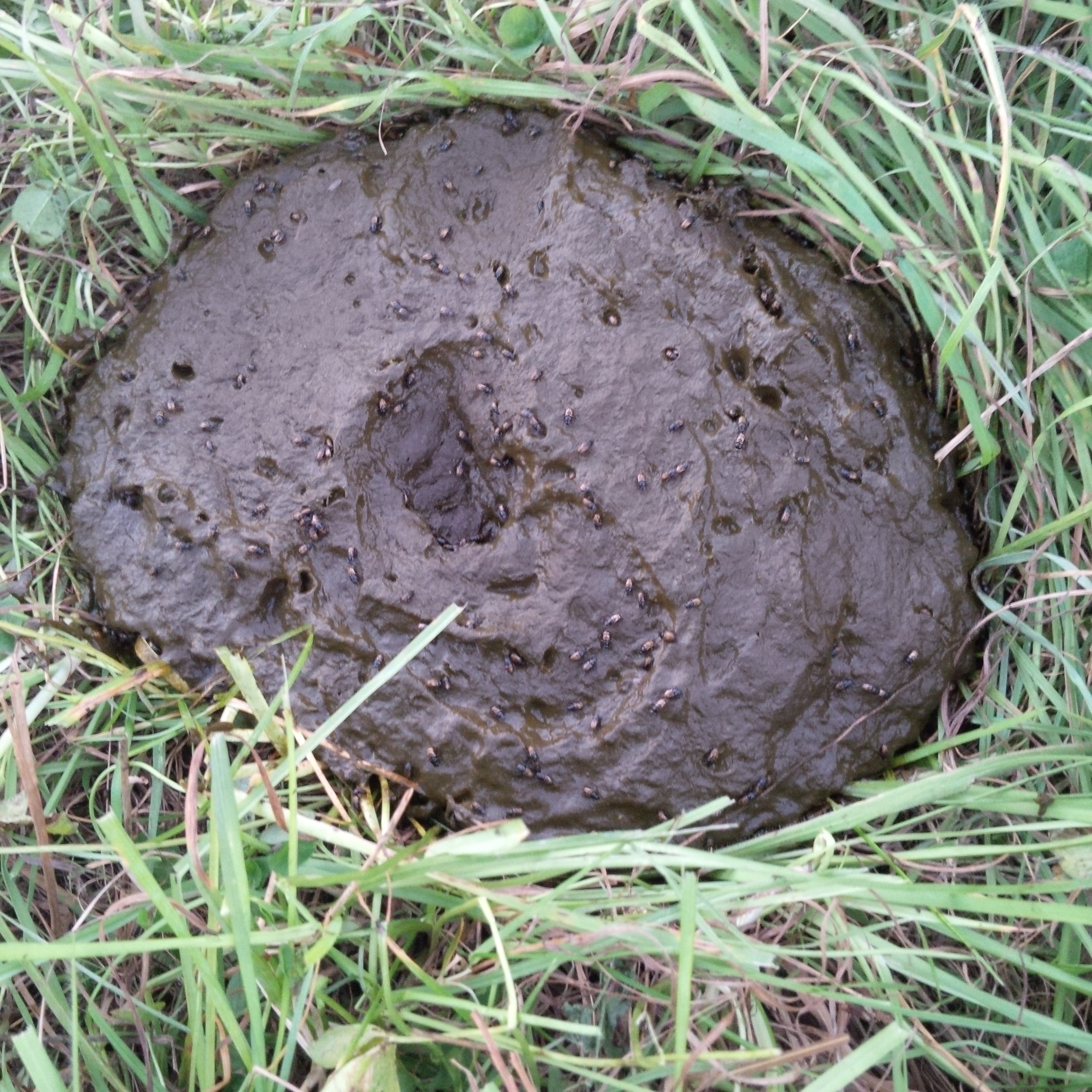 Dung Beetles & the Perfect Manure Patty at Banbury Grasslands - Banbury ...