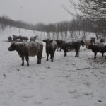 Cattle on the Ridge bale grazing 2015