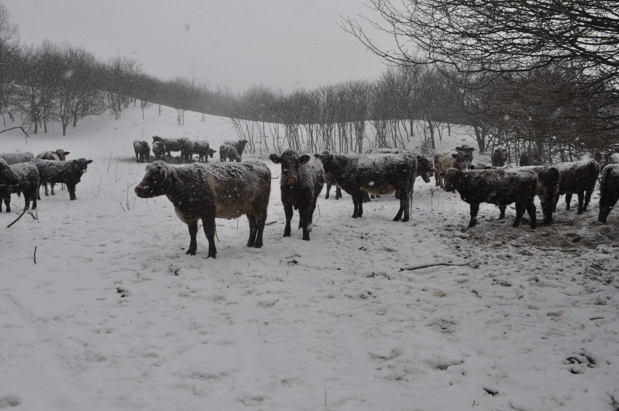 Banbury Grasslands GrassFed Beef from KitchenerWaterloo, Ontario